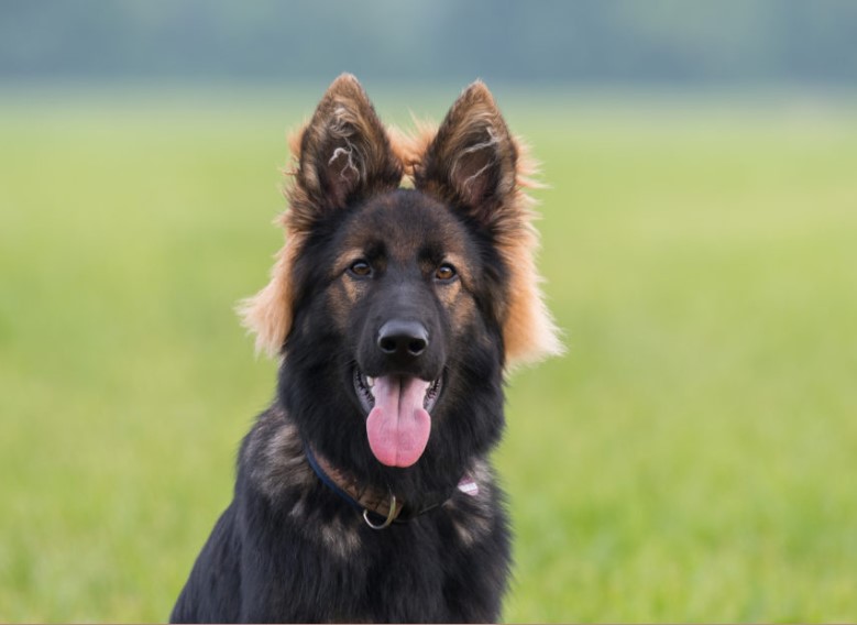 An Old German Shepherd dog